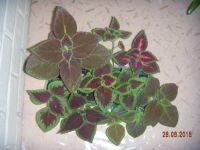 Лот: 5649627. Фото: 2. Колеус (12 штук). Комнатные растения и уход