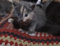 Лот: 6842895. Фото: 5. Отдам в хорошие руки котят!