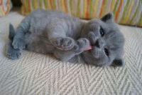 Лот: 3766365. Фото: 2. Британские котятки-медвежатки... Животные и уход