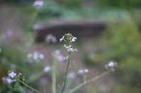 Лот: 6293774. Фото: 5. Гелиос 44 Переделан на все камеры...