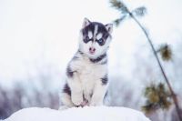Лот: 6895842. Фото: 5. Щенки хаски (щенята, щенок) по...