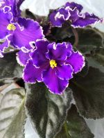 Лот: 11720350. Фото: 3. Сенполия ЕК- Дыхание грозы ( ук... Растения и животные