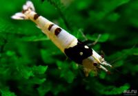 Лот: 17586956. Фото: 4. Креветки Чёрный Кристалл (Caridina... Красноярск