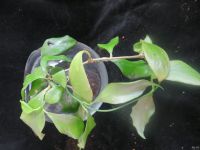 Лот: 13595664. Фото: 3. Хойя Hoya anulata. Растения и животные