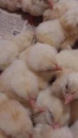 Лот: 9579790. Фото: 3. Цыплята бройлеры. Растения и животные