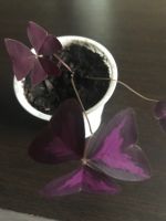 Лот: 19926975. Фото: 2. Оксалис фиолетовый. Комнатные растения и уход
