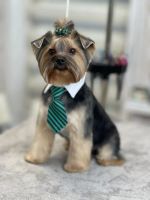 Лот: 25886034. Фото: 6. Щенки Йорка