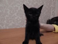 Лот: 6560228. Фото: 6. Котята