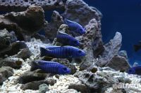 Лот: 8869819. Фото: 2. Сцеанохромис Фраери (Sciaenochromis... Аквариумистика