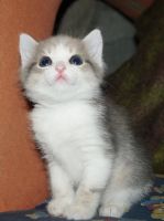 Лот: 9468981. Фото: 2. Котёнок, мальчик оригинальный... Животные и уход