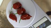 Лот: 12047998. Фото: 3. Carolina Reaper Chocolate, Каролинский... Растения и животные