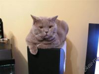 Лот: 237085. Фото: 2. Котёнок-британец от титулованных... Животные и уход