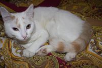 Лот: 6568844. Фото: 2. Кот. Животные и уход
