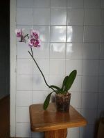 Лот: 11766869. Фото: 3. Орхидея гибрид от сорта Мелоди. Растения и животные