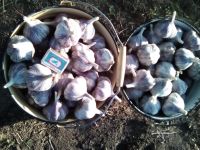 Лот: 10109732. Фото: 6. Лучший сорт сибирского озимого...