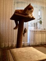Лот: 16360978. Фото: 6. Кошачий игровой комплекс-когтеточка