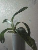 Лот: 1616162. Фото: 3. Орхидея Венерин башмачок-Пафиопедилум... Растения и животные