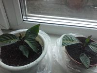 Лот: 7601956. Фото: 2. Санхеция. Комнатные растения и уход