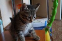 Лот: 7299804. Фото: 5. Очаровательный котёнок!!!