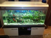 Лот: 1753720. Фото: 3. Продам аквариум с тумбой 1,25м... Растения и животные