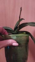 Лот: 18185332. Фото: 4. Орхидея Фаленопсис капучино. Красноярск