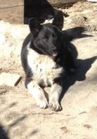 Лот: 8916591. Фото: 4. Щенки лайки в хорошие руки. Красноярск