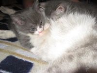 Лот: 2730077. Фото: 2. котики. Животные и уход