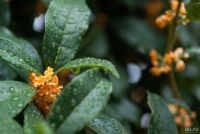 Лот: 15335899. Фото: 6. Sony alpha A100 body