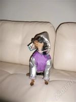Лот: 717806. Фото: 2. Куртка двухсторонняя. Животные и уход
