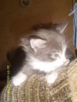 Лот: 1084465. Фото: 3. котята. Растения и животные