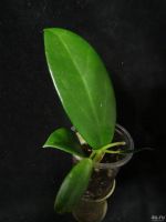 Лот: 16410311. Фото: 4. Хойя-Hoya Sp Co Xanh. Красноярск