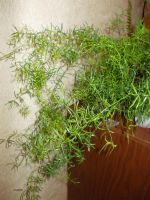 Лот: 3903321. Фото: 2. аспарагус. Комнатные растения и уход