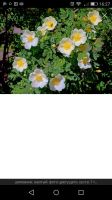 Лот: 13452639. Фото: 6. шиповник