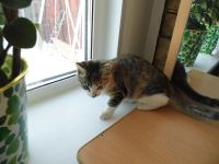 Лот: 6785019. Фото: 2. Кошечка четырех цветная!Приносит... Животные и уход