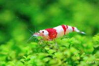 Лот: 17440059. Фото: 2. Креветка Красный кристалл (Caridina... Аквариумистика