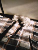Лот: 11103545. Фото: 3. Британский котенок , девочка. Растения и животные