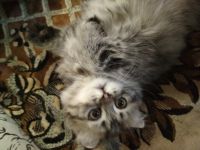 Лот: 11604509. Фото: 6. Котенок Шотландской вислоухой...