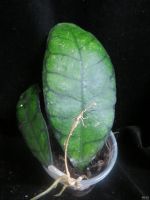 Лот: 13595315. Фото: 4. Хойя Hoya finlaysonii cv. Orabella. Красноярск