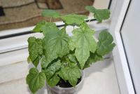 Лот: 4246963. Фото: 4. Абутилон Бэлла Желтый 2. Красноярск