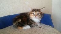 Лот: 10375059. Фото: 7. Котята курильского бобтейла