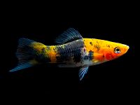 Лот: 16202782. Фото: 3. Меченосец Кои (Xiphophorus helleri... Растения и животные