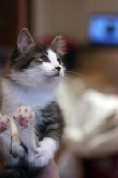 Лот: 3456835. Фото: 3. Подарим славного котенка. Растения и животные