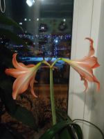 Лот: 25885175. Фото: 4. Гиппеаструм. Красноярск