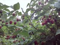Лот: 11819668. Фото: 6. малина - свои саженцы - вкусная...