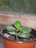 Лот: 3198475. Фото: 2. Денежное дерево. Комнатные растения и уход