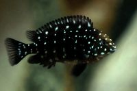 Лот: 16200051. Фото: 4. Трофеус Звезчатый (Tropheus duboisi... Красноярск