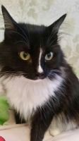 Лот: 8496308. Фото: 2. Кошечка Котяша в хорошие руки. Животные и уход