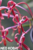 Лот: 22826749. Фото: 7. Орхидеи - neofinetia falcata
