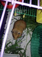 Лот: 10279102. Фото: 2. Отдам хомяка с клеткой. Животные и уход