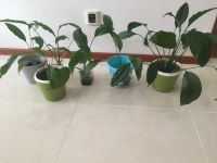 Лот: 18587396. Фото: 6. Спатифиллум женское счастье.